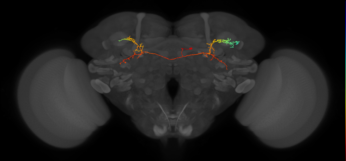 CL225_R (MaleCNS:542876)