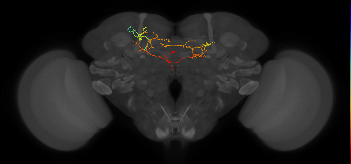 CL228_L (MaleCNS:116718)