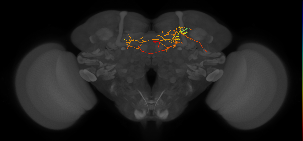 CL228_R (MaleCNS:518160)