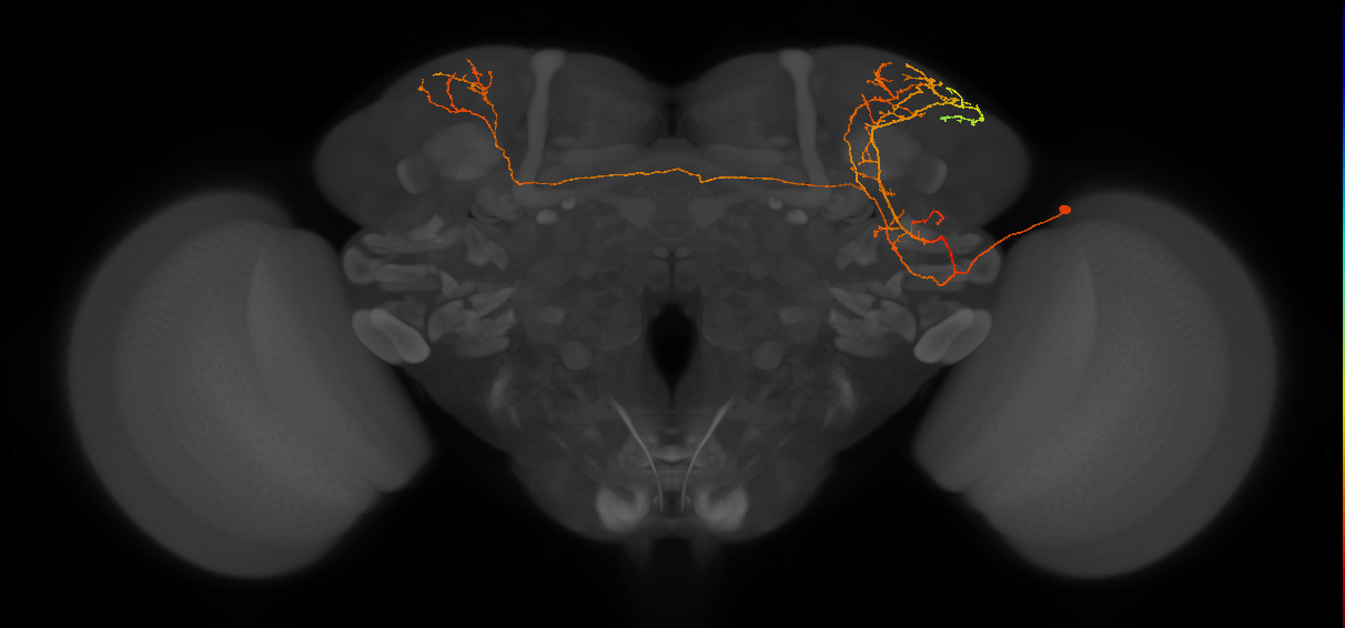 CL255_R (MaleCNS:35492)