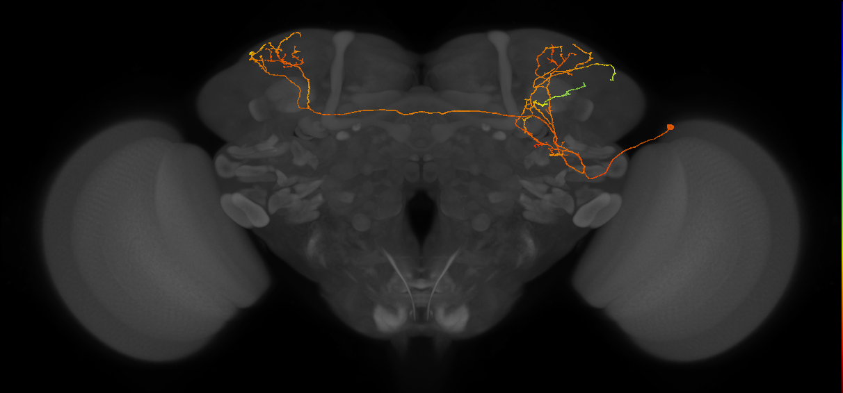 CL255_R (MaleCNS:314274)