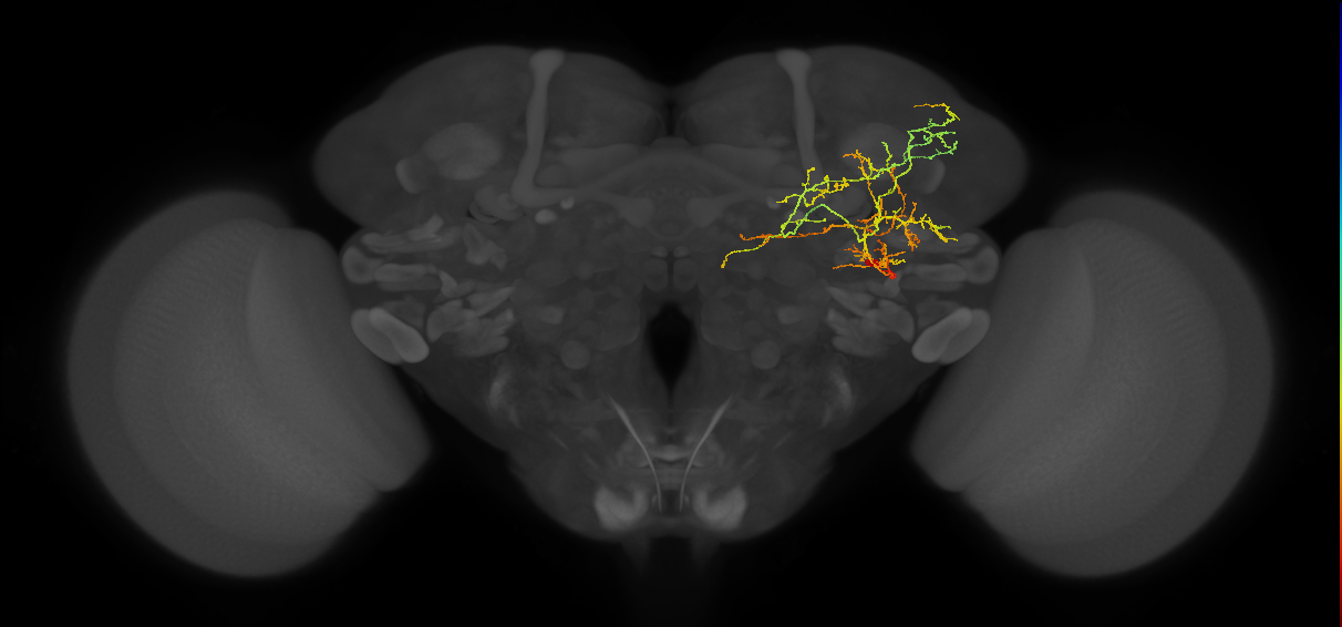 CL272_a2_R (MaleCNS:40946)