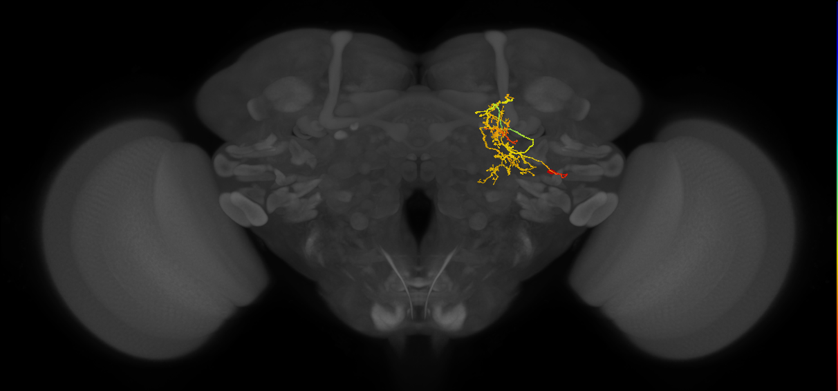 adult CB3868 neuron