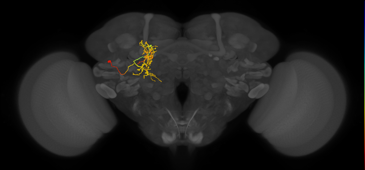 adult CB3868 neuron