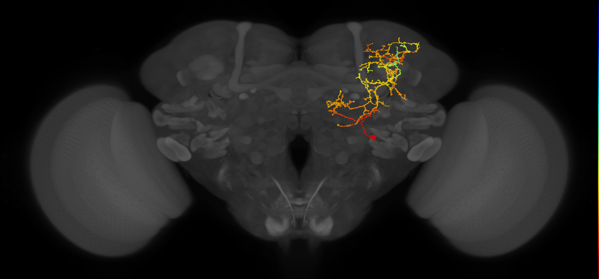 CL359_R (MaleCNS:541383)