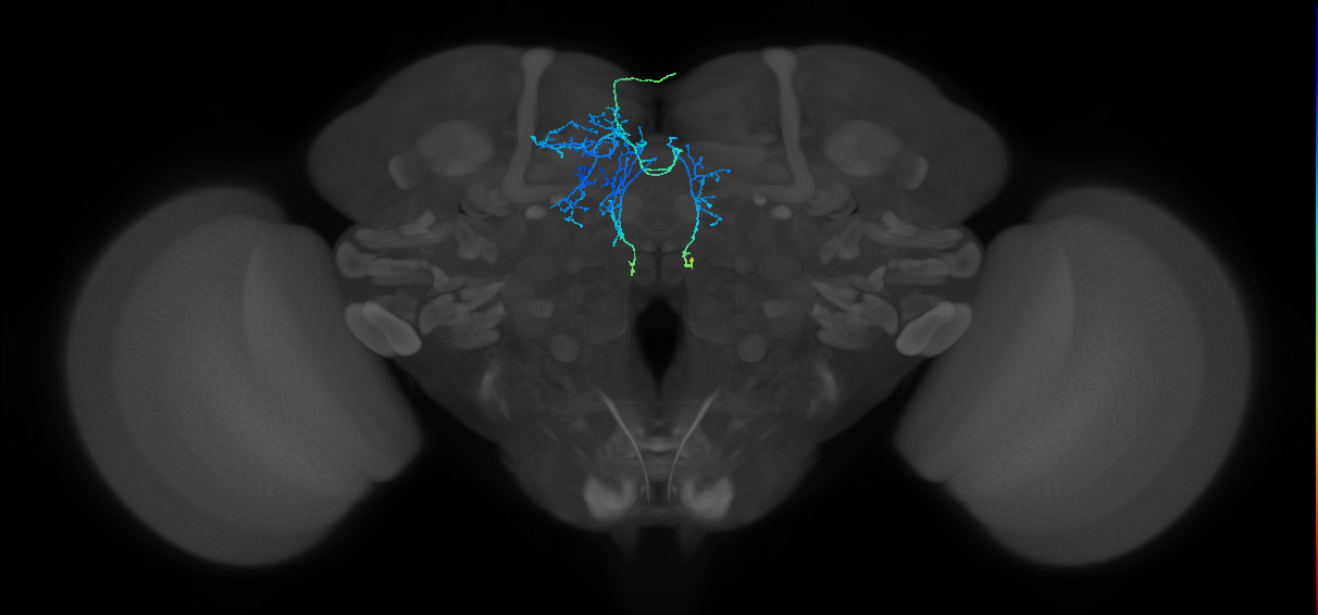 adult SMPad3 lineage neuron