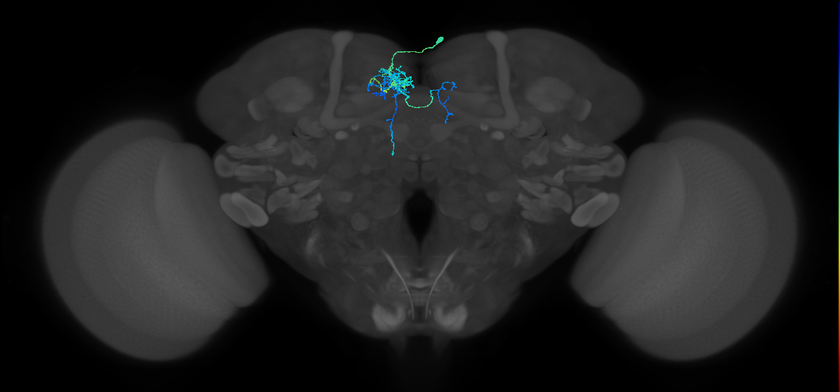 adult SMPad3 lineage neuron