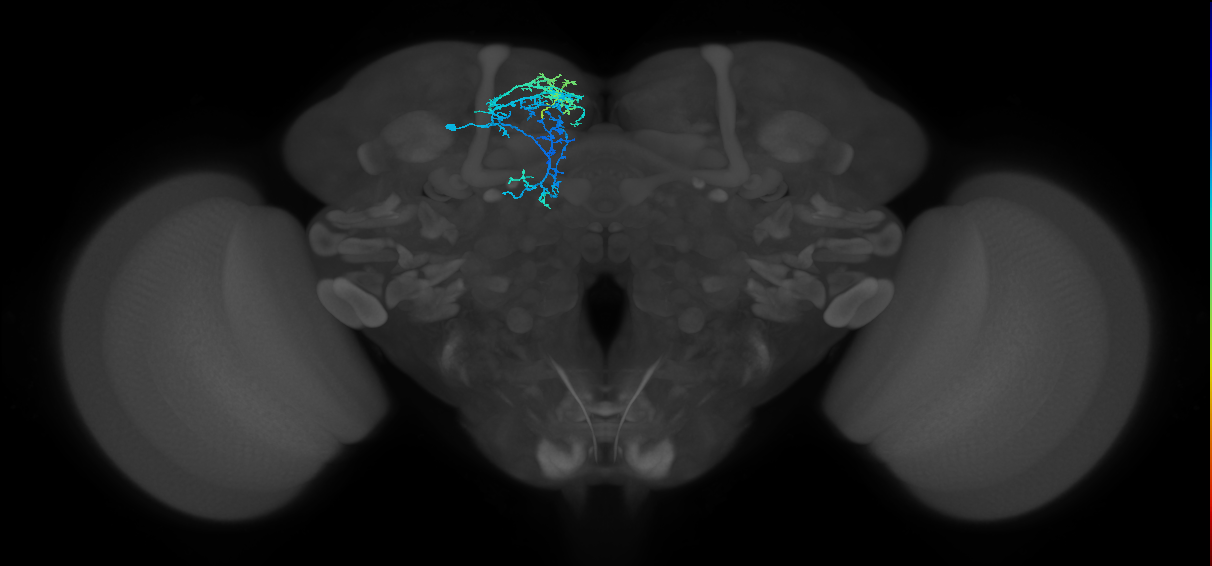 adult AOTUv1 lineage neuron