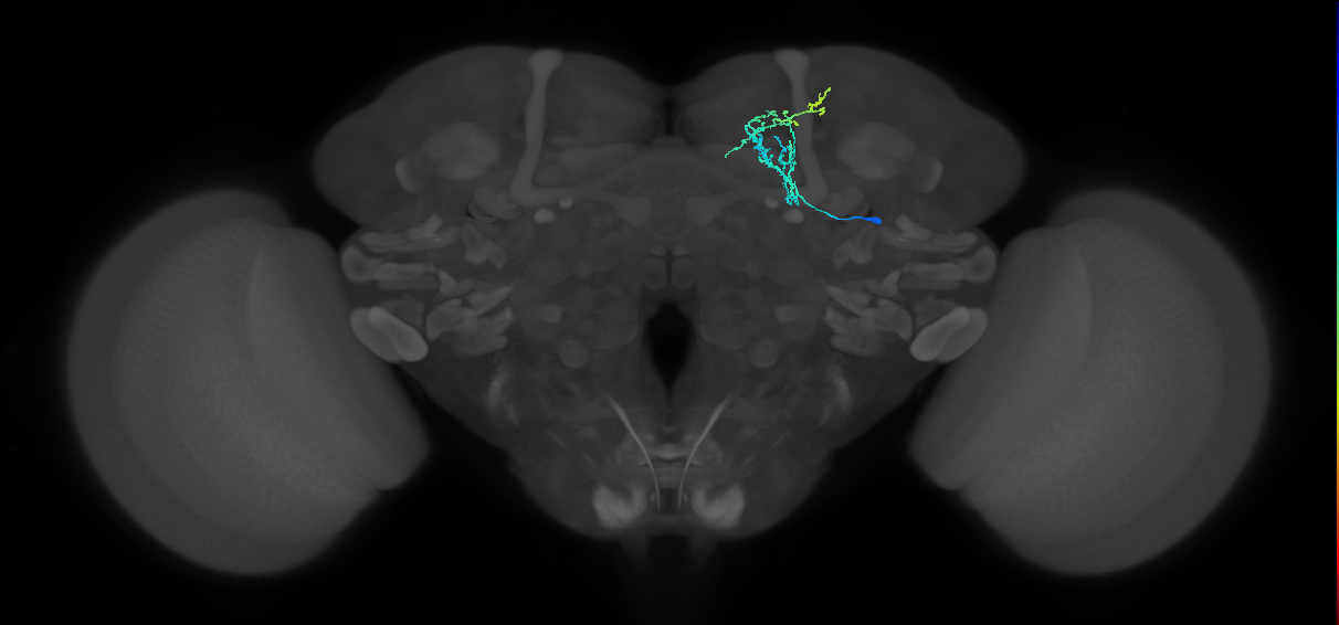CRE055_R (MaleCNS:524678)