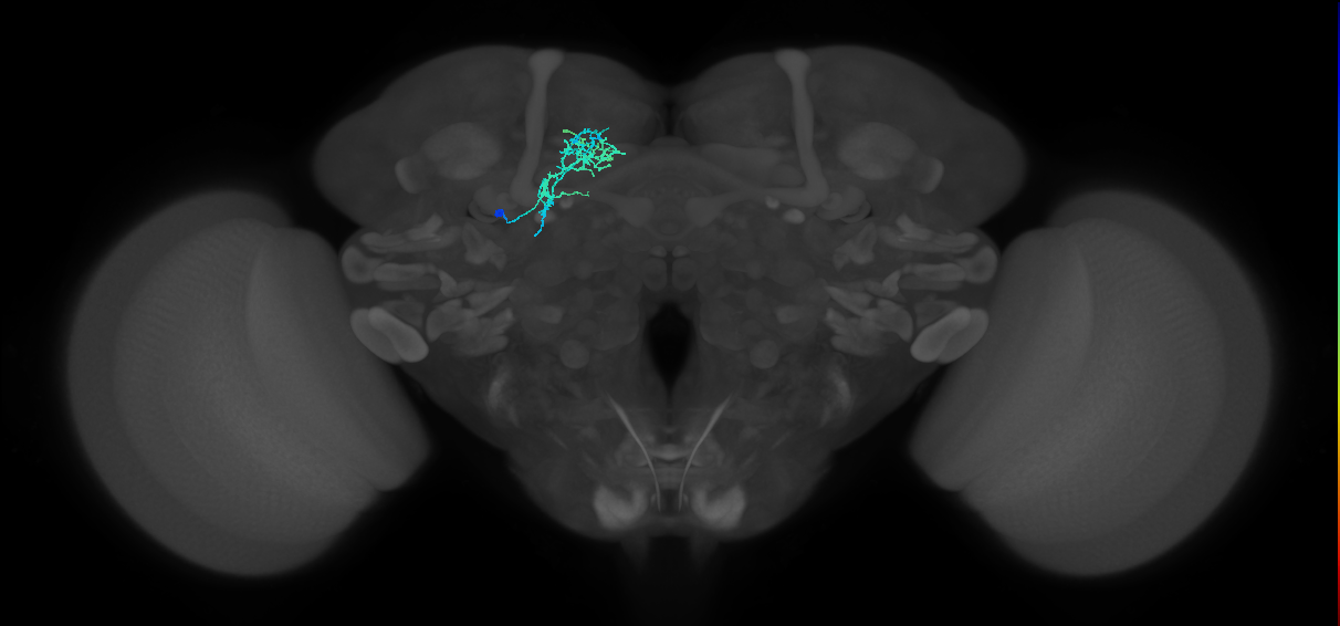 CRE056_L (MaleCNS:516233)