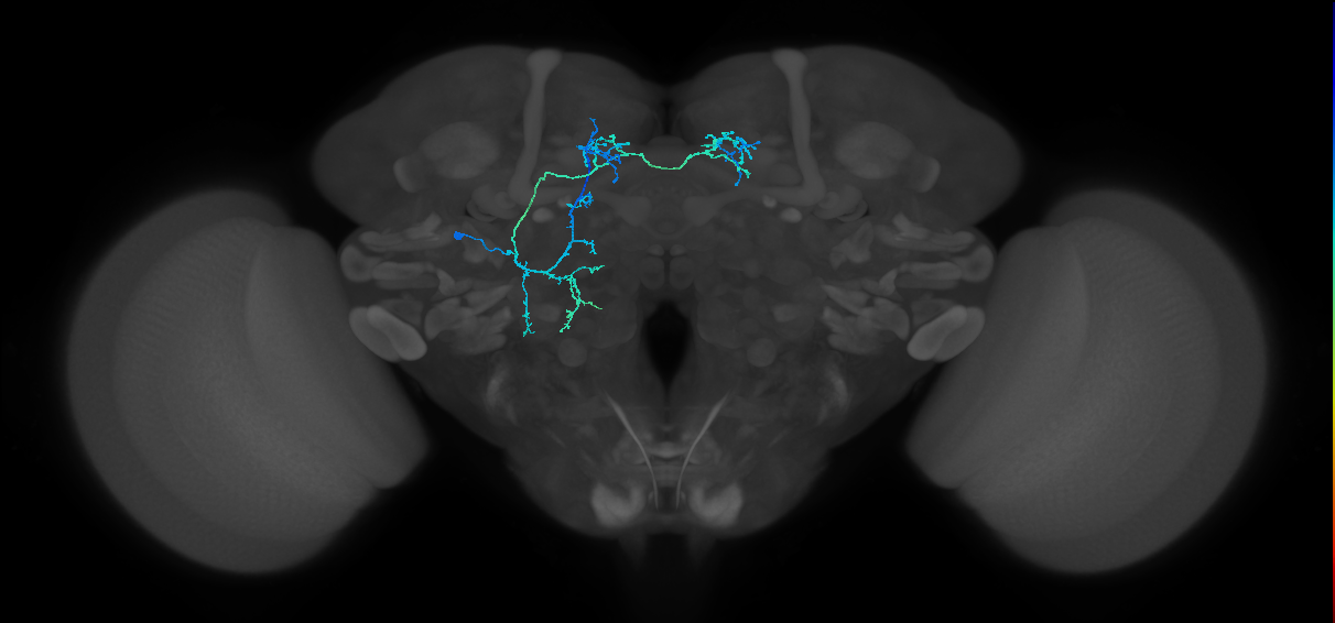 adult CNS neuron