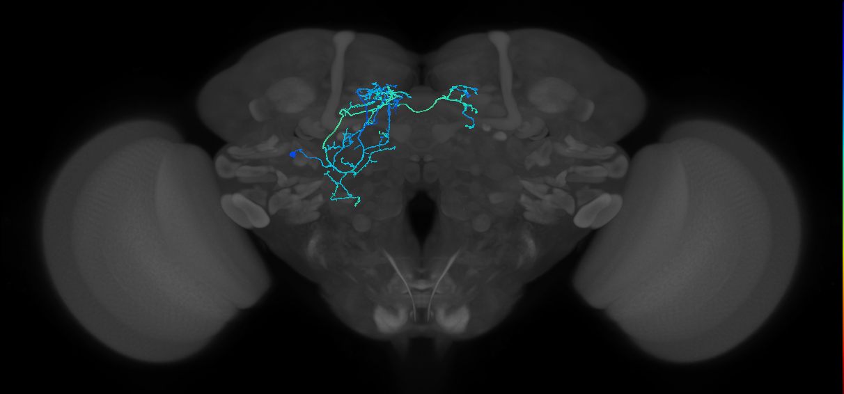 adult CNS neuron