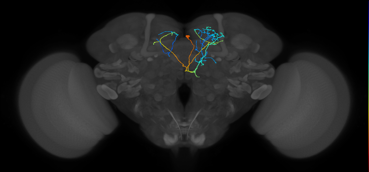 CRE085_R (MaleCNS:104633)