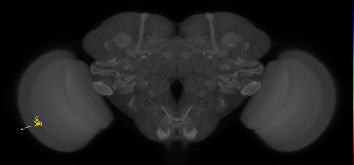 Cm1_L (MaleCNS:199238)