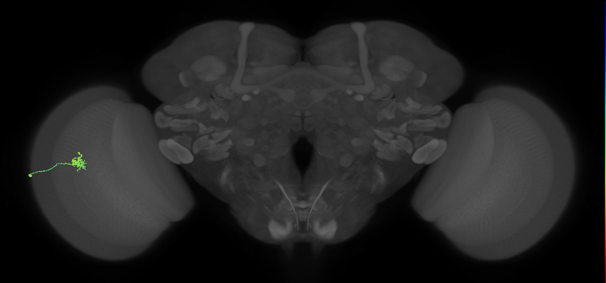 Cm1_L (MaleCNS:194266)