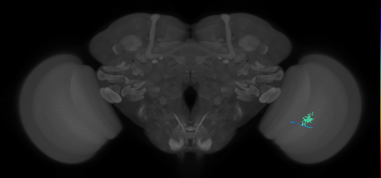 Cm1_R (MaleCNS:148861)