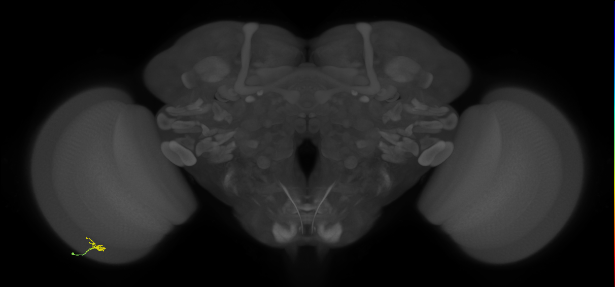 Cm1_L (MaleCNS:213307)