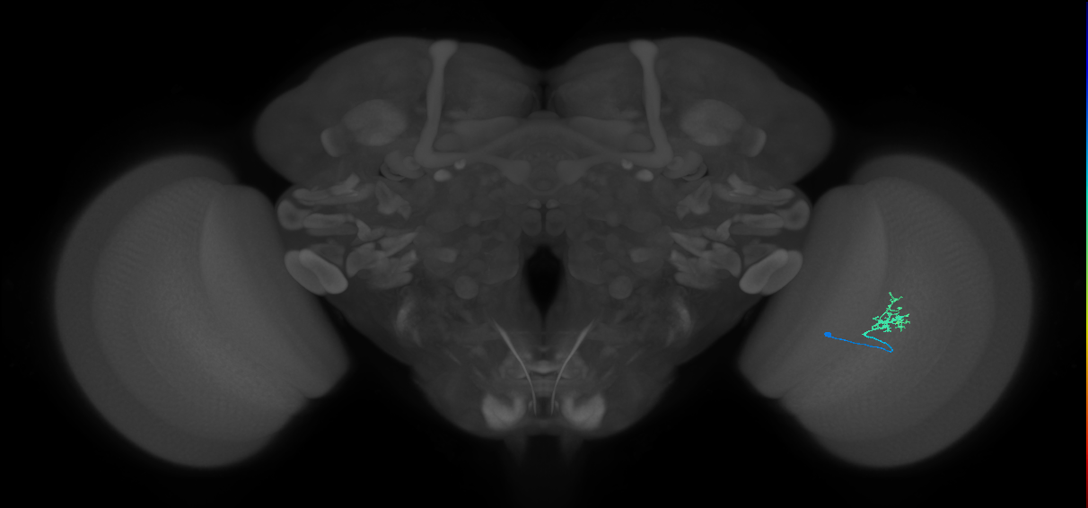 Cm1_R (MaleCNS:124293)