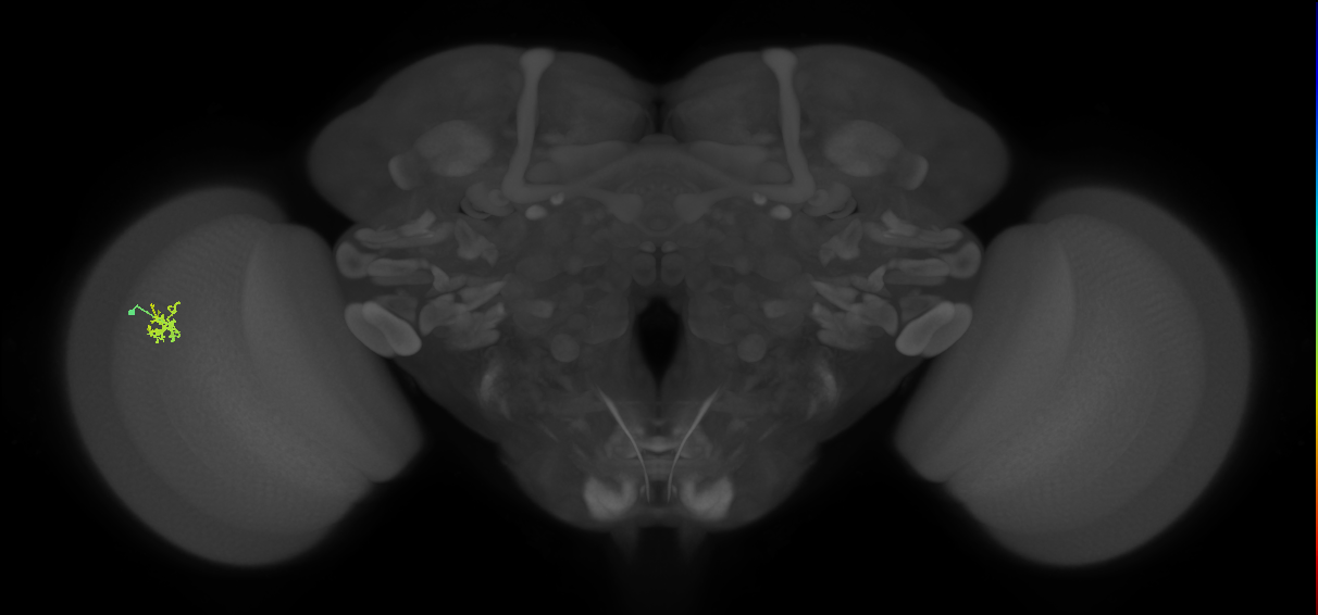 Cm1_L (MaleCNS:98730)