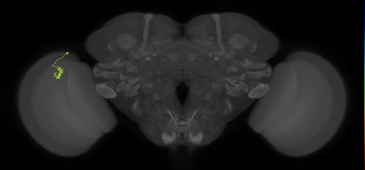 Cm1_L (MaleCNS:193748)