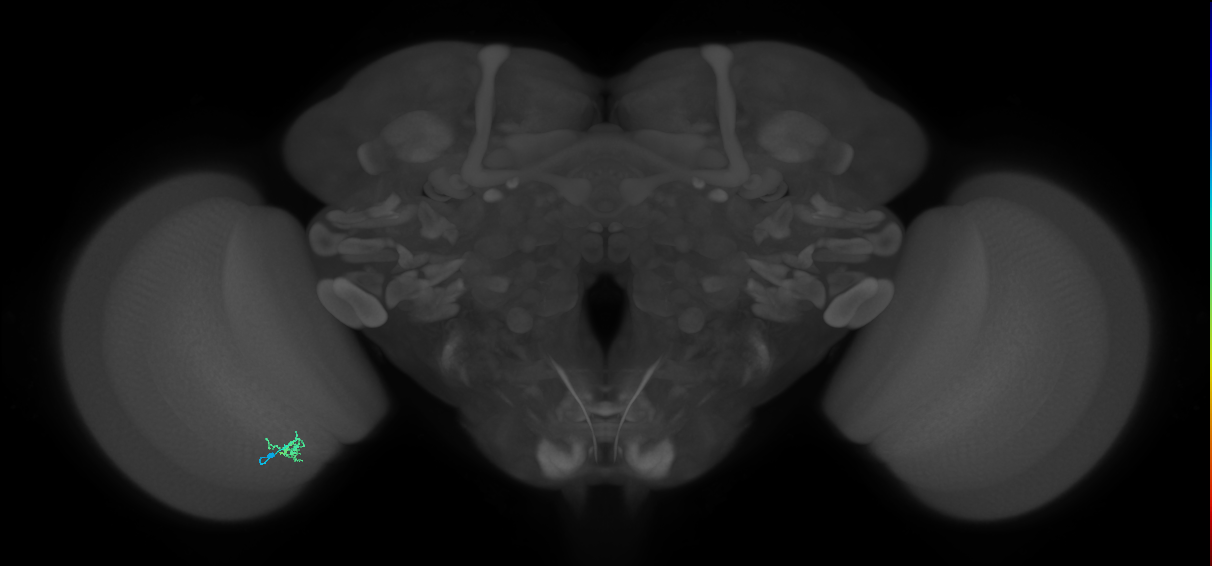 Cm1_L (MaleCNS:158318)