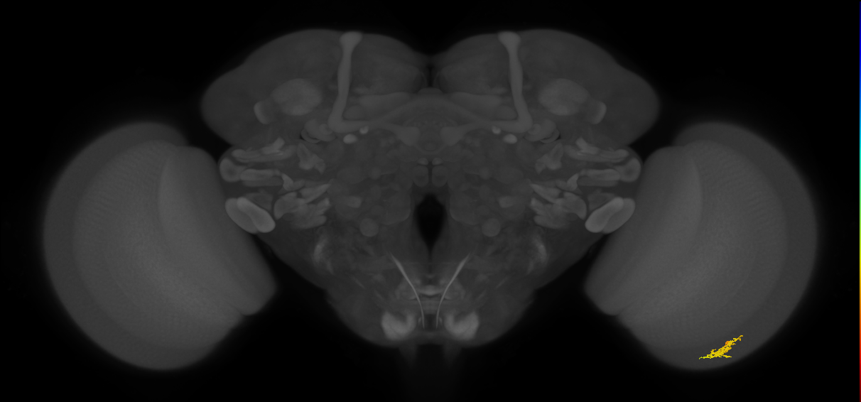 Cm1_R (MaleCNS:140753)