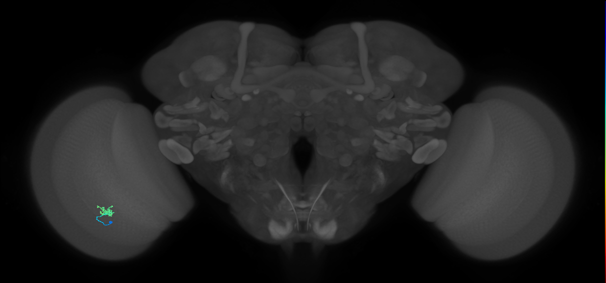 Cm1_L (MaleCNS:204793)