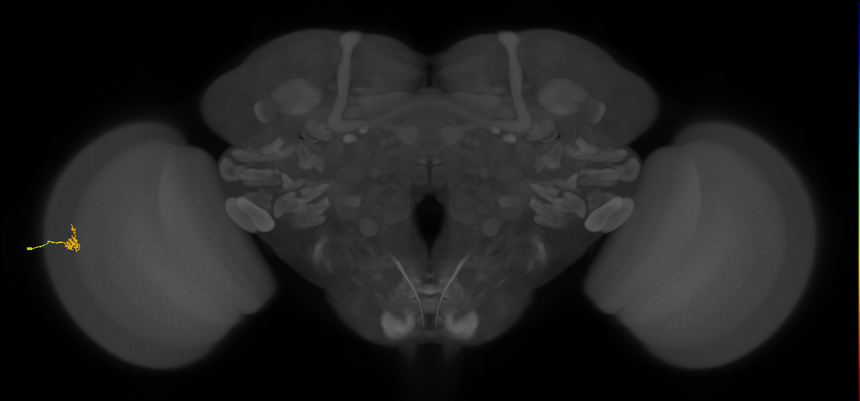 Cm1_L (MaleCNS:185439)