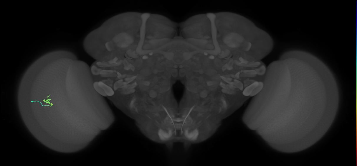 Cm1_L (MaleCNS:200882)