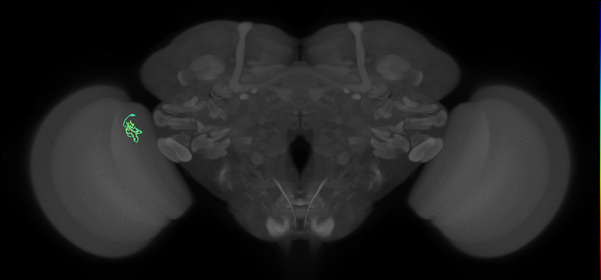 Cm1_L (MaleCNS:203847)