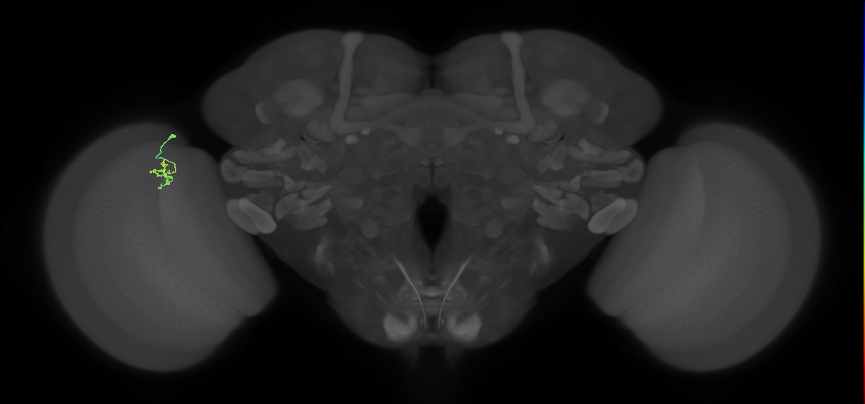 Cm1_L (MaleCNS:154426)