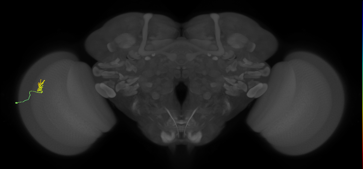 Cm1_L (MaleCNS:129026)