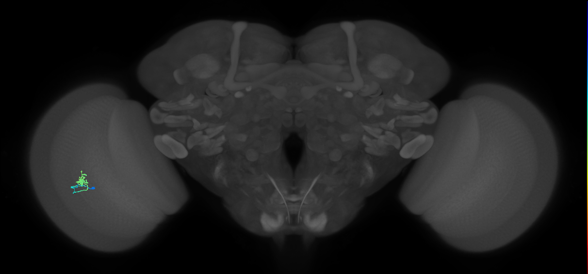 Cm1_L (MaleCNS:137312)