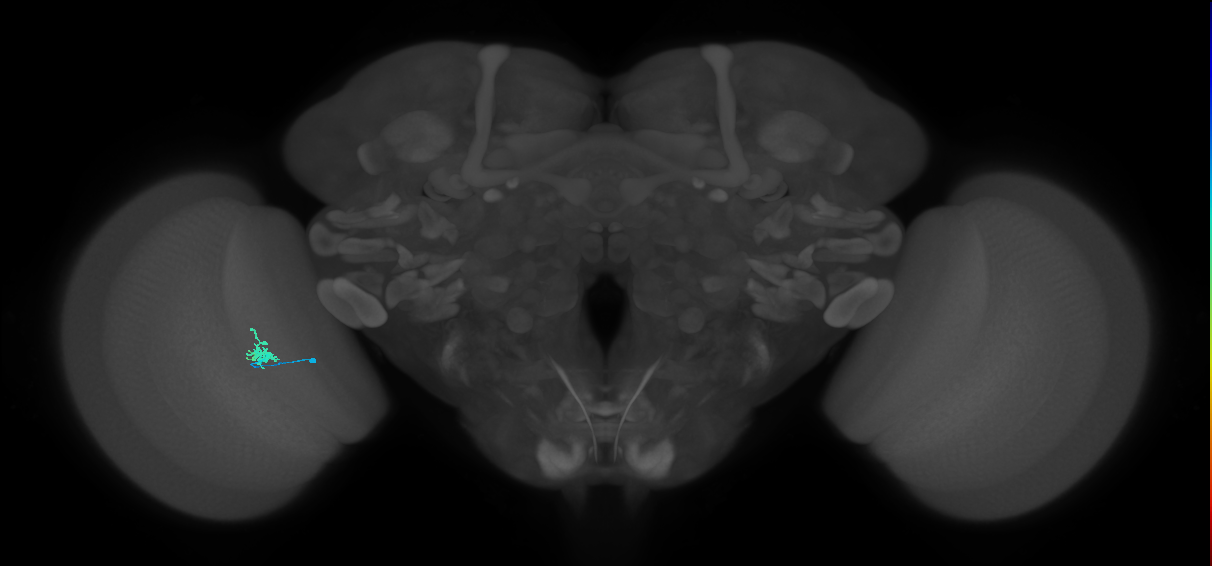 Cm1_L (MaleCNS:167734)