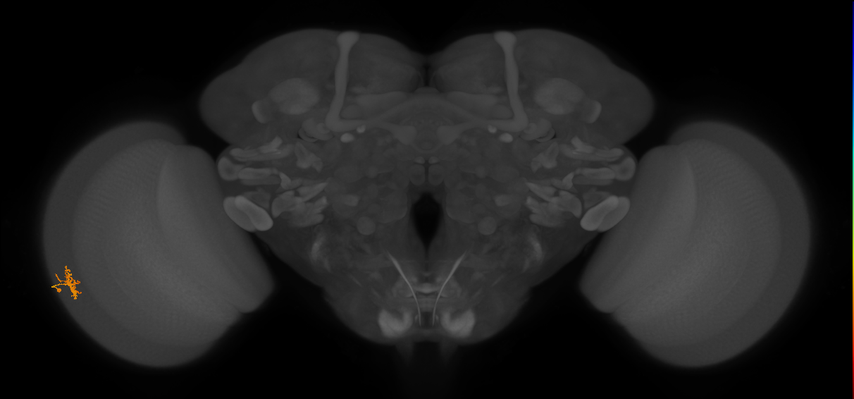 Cm1_L (MaleCNS:102311)