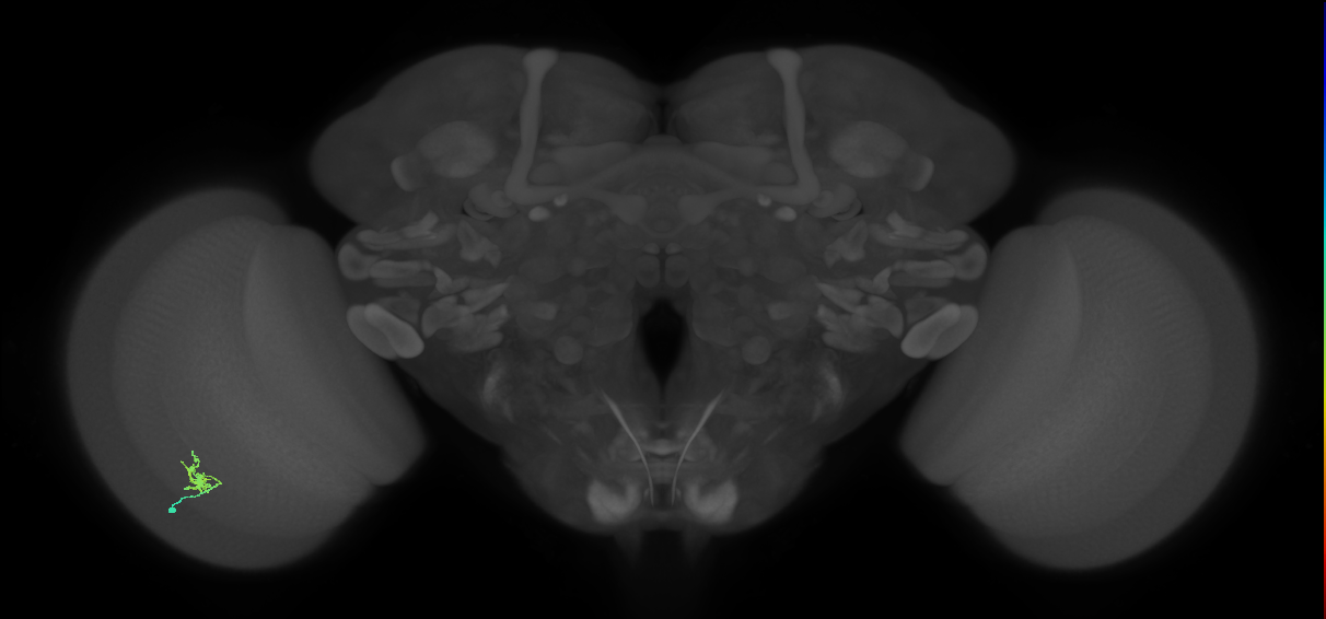 Cm1_L (MaleCNS:581109)