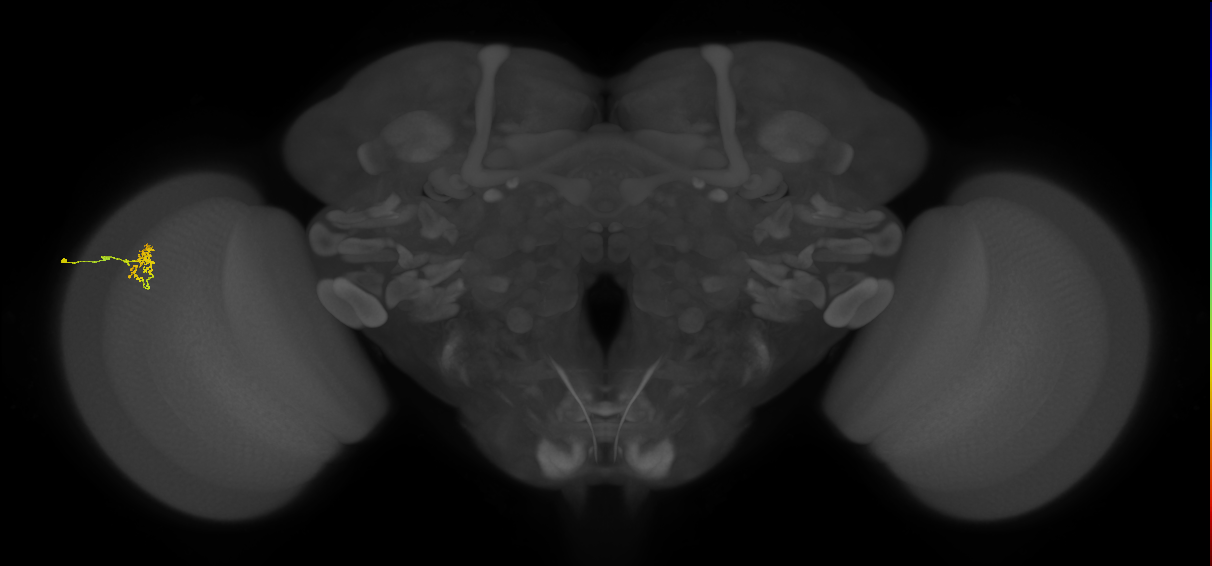 Cm1_L (MaleCNS:189397)