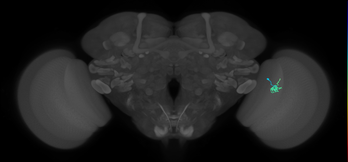 Cm1_R (MaleCNS:143589)