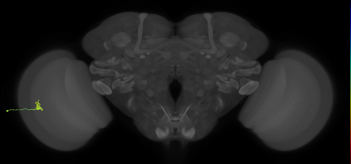 Cm1_L (MaleCNS:524873)