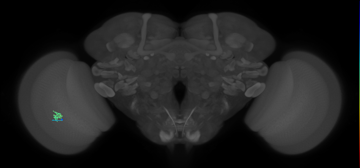 Cm1_L (MaleCNS:195490)