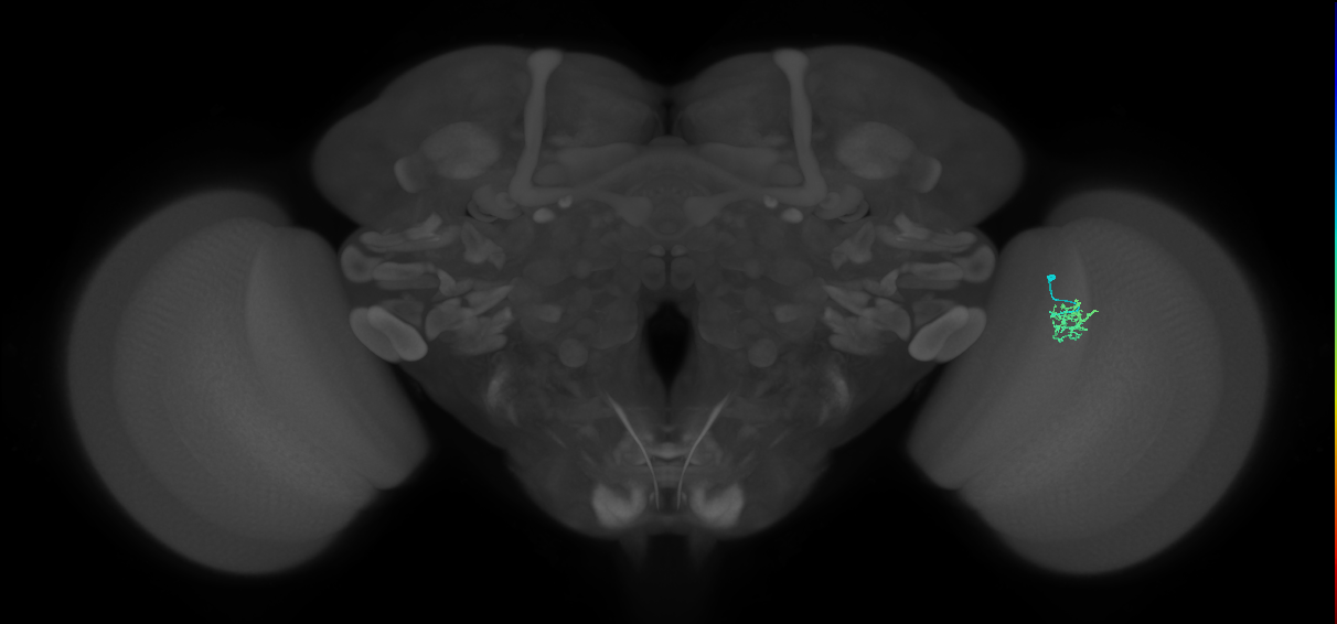 Cm1_R (MaleCNS:148520)