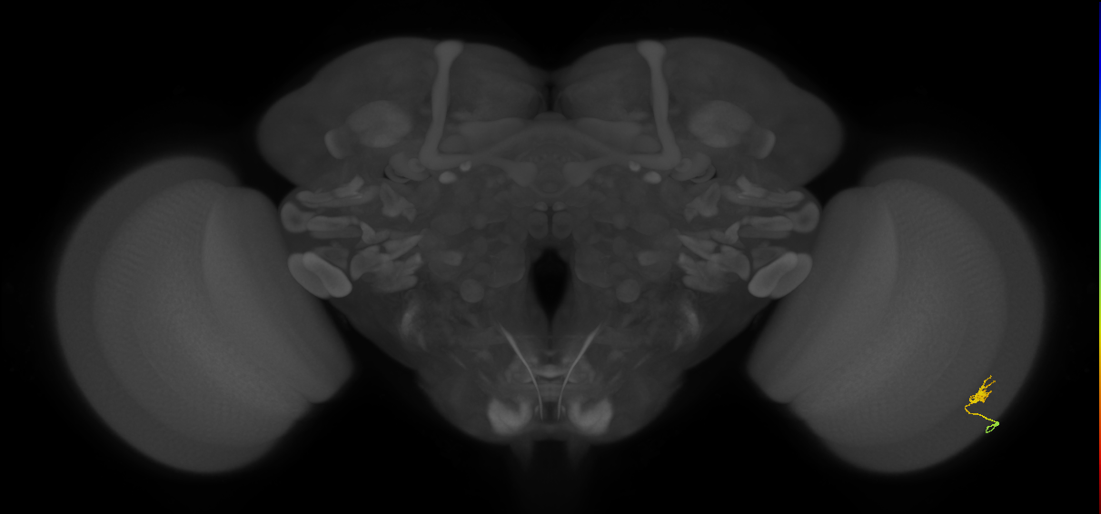 Cm1_R (MaleCNS:145990)