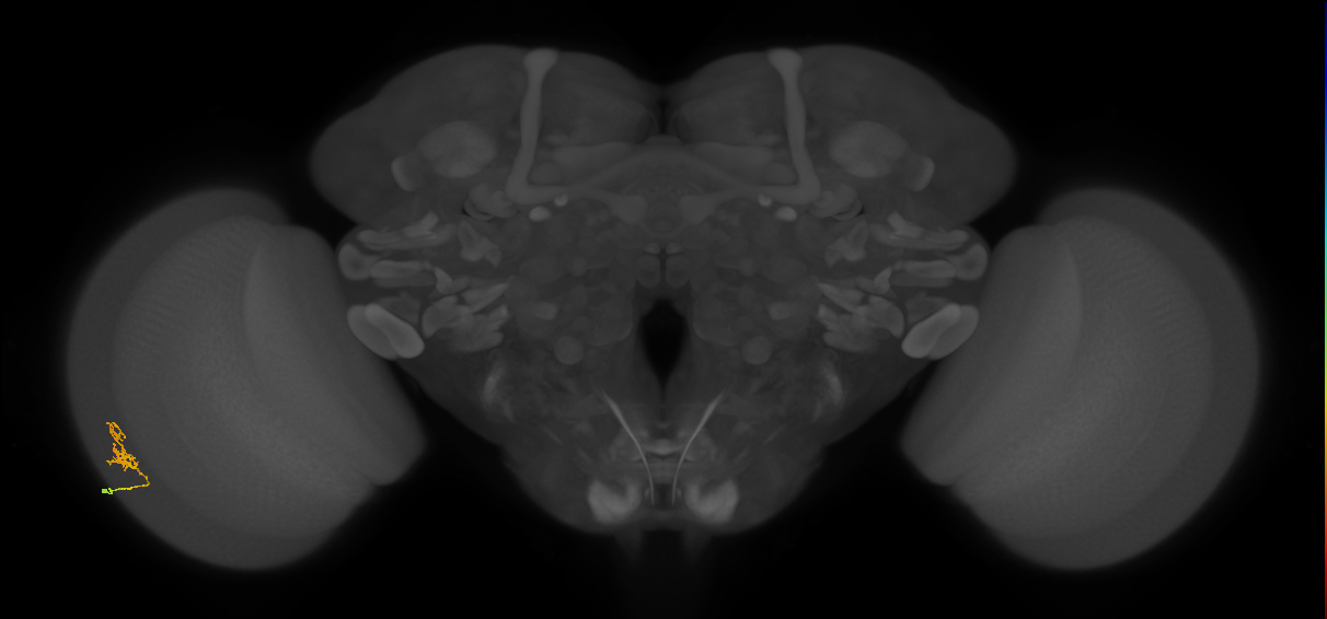 Cm1_L (MaleCNS:130846)