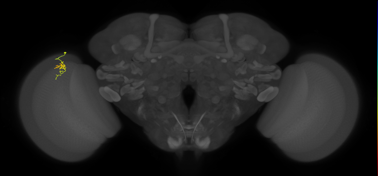 Cm1_L (MaleCNS:197079)