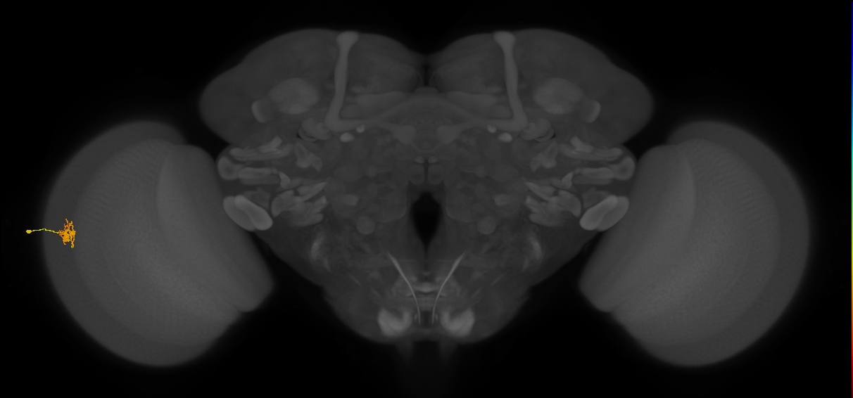 Cm1_L (MaleCNS:129427)