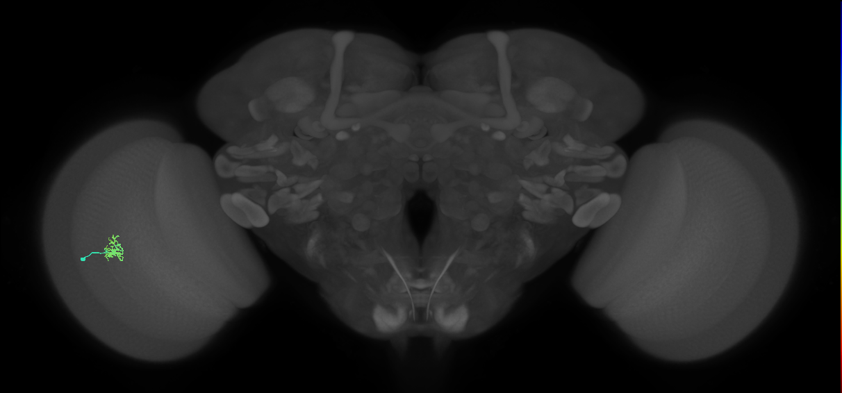 Cm1_L (MaleCNS:194888)