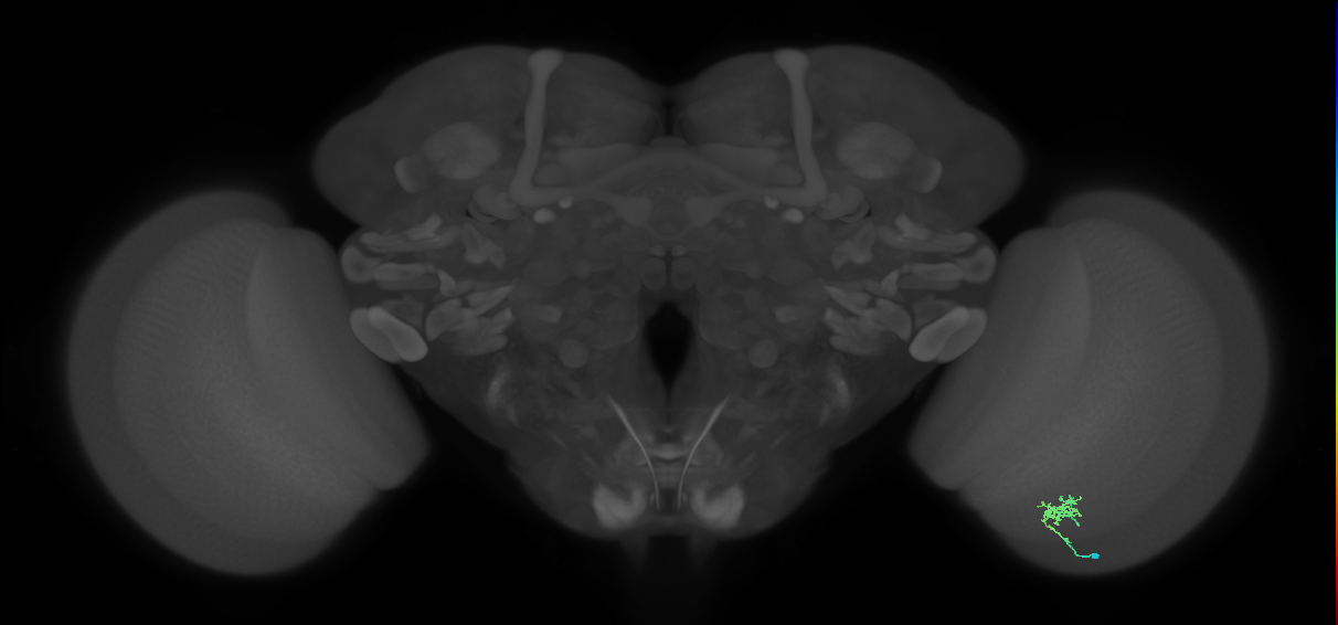 Cm1_R (MaleCNS:139605)