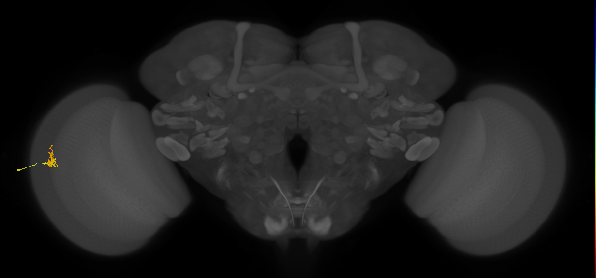 Cm1_L (MaleCNS:133055)