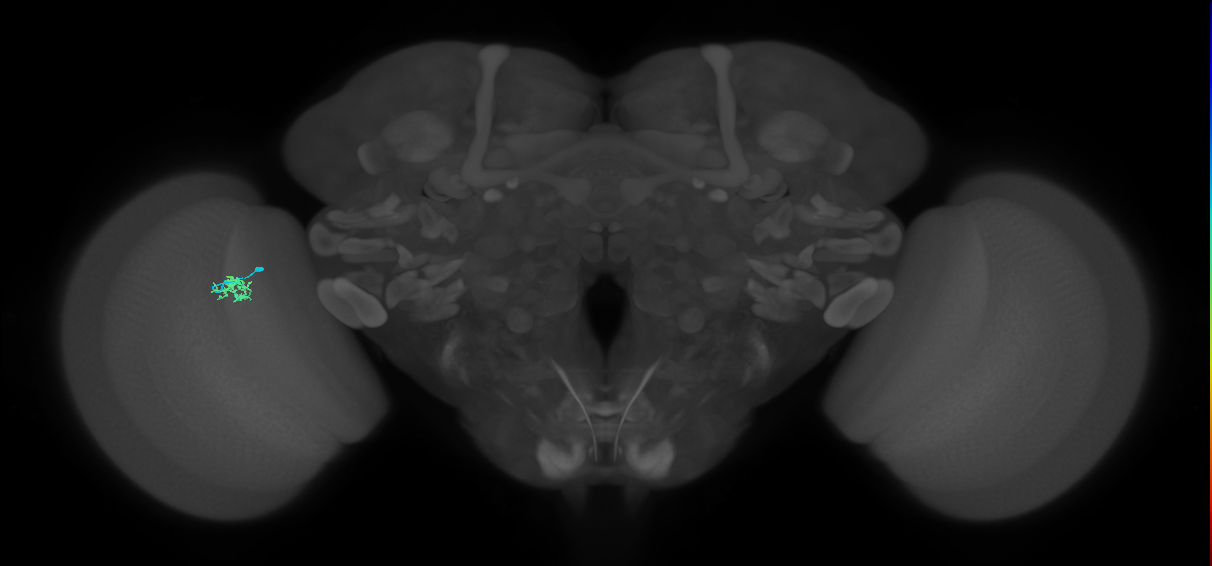 Cm1_L (MaleCNS:53712)