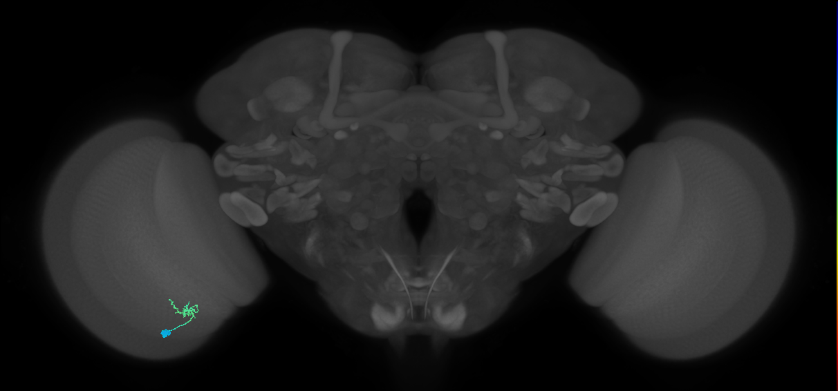 Cm1_L (MaleCNS:230293)